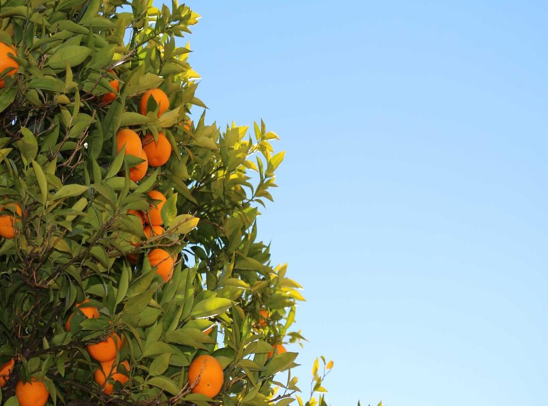 The Two Sides of Unfiltered Search: Risks vs. Rewards
